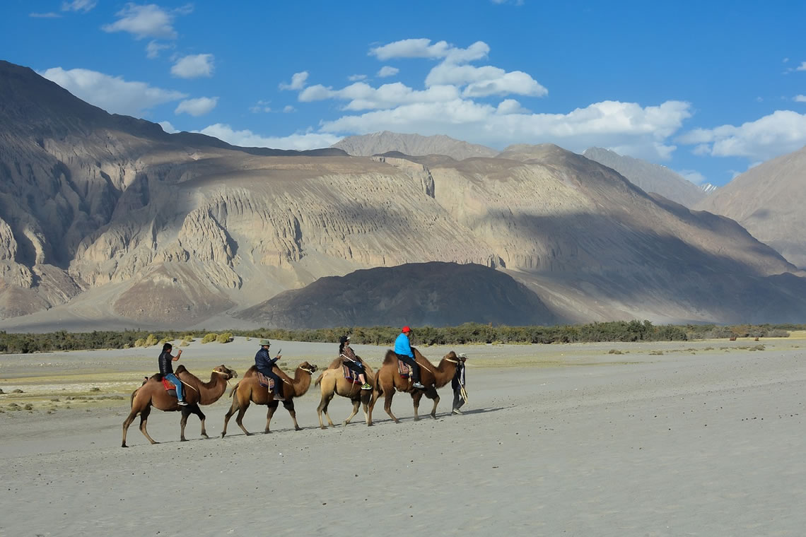 Double-humped Bactrian camels on the sand dunes of Nubra Valley in Ladakh
